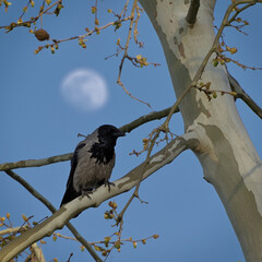 Hooded Crow