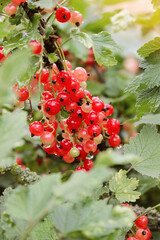 bush of ripe red currant growing in a garden