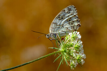 Macro shots, Beautiful nature scene. Closeup beautiful butterfly sitting on the flower in a summer garden.