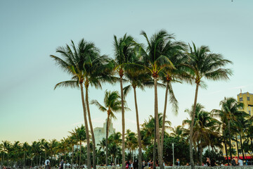 Naklejka premium palm trees in the park tropical beach florida miami beautiful ocean vacation travel island 