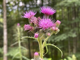 Nahaufnahme von Distel im Sommer
