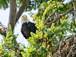 Mature Bald Eagle perched on the tree top