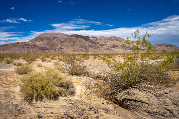 Dry creosote bush with a mountain range in the Mojave Desert in California
