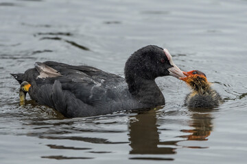 Coot feeding baby