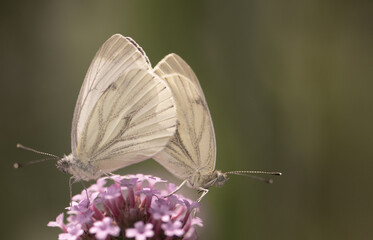 2 weiße Schmetterling auf lila/rosa Blüten (Verbena bonariensis - Eisenkraut), close up, Hintergrund grün/gelb