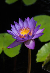 Beautiful Lilly flowers in a wetland marsh