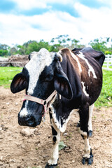 Close up of face of single black and white cow looking at us. Cow behind fence in a ranch in a sunny day.