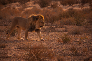 Fototapeta na wymiar Kalahari Lion