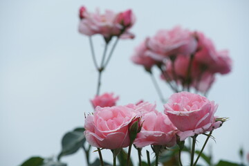 Rosen in rosa Blüte vor blauem Himmel als Hintergrund