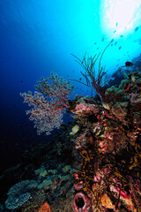 Plakat A picture of the coral reef