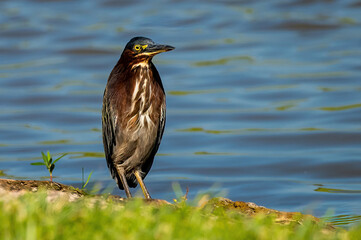 Green Heron