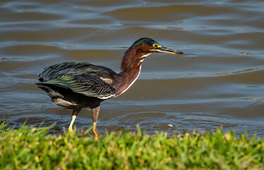 Green Heron