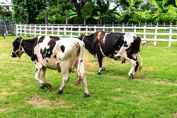Naklejka na ściany i meble Two cows walking in a field inside a ranch. Trees and a fence and green grass also in the shot. One white cow and one black cow.