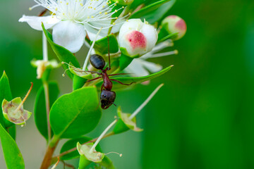 Beautiful Strong jaws of red ant close-up
