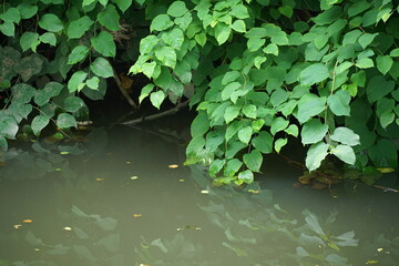 Japanischer Staudenknöterich im Sommer mit grünen Blättern