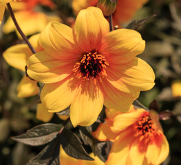 Beautiful Yellow Summer Flower in garden