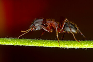 Beautiful Strong jaws of red ant close-up