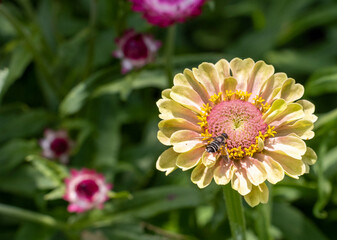 Beautiful Yellow and Pink Dahlia Flower with bee feeding on nectar