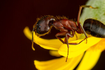Beautiful Strong jaws of red ant close-up