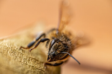 Bee closeup