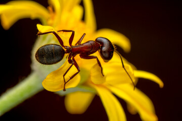 Beautiful Strong jaws of red ant close-up