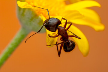 Beautiful Strong jaws of red ant close-up