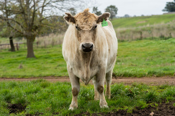 Murray grey and Angus cows grazing on green pasture.
