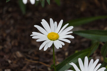 white flower