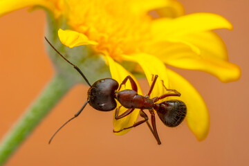 Beautiful Strong jaws of red ant close-up