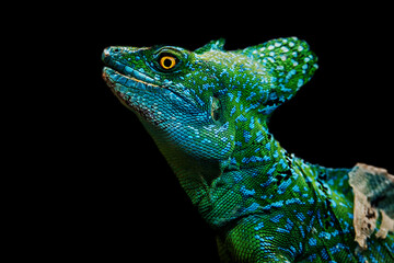 Green basilisks (Basiliscus plumifrons) isolated on black background