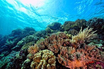 A picture of the coral reef