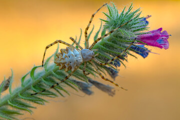 Beautiful spider on a spider web 