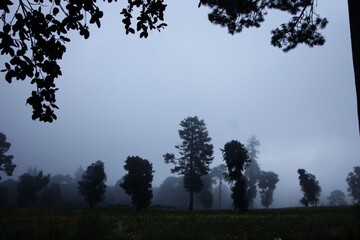 Bosque