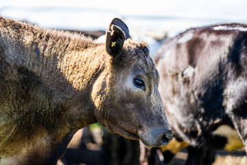 Murray grey and Angus cows grazing on green pasture.