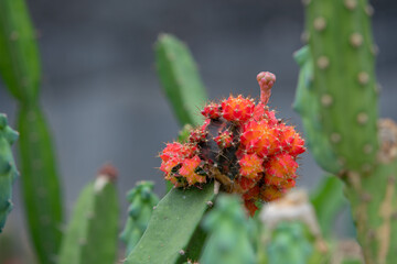Close Up cactus flower in the greenhouse
