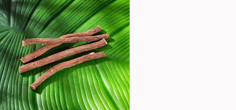 Creative Image of Licorice - Glycyrrhiza glabra
