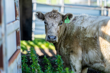 Murray grey and Angus cows grazing on green pasture.