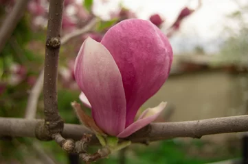 Fototapeten Large pink magnolia flower on a branch on a blurred background © VladR