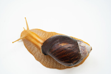 top view. A large land snail on a white background.