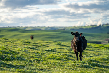 Angus and Wagyu cows grazing on long pasture. 
