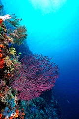 Foto auf Alu-Dibond A picture of the coral reef © ScubaDiver