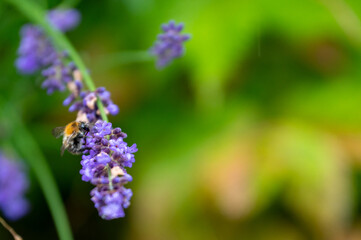 Lavender and bumblebee