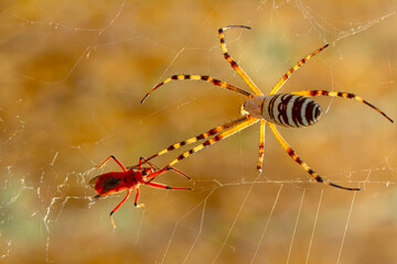Beautiful spider on a spider web 