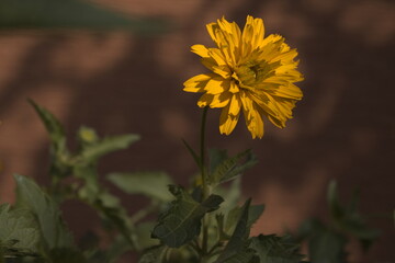 Piękny żółty kwiat w ogrodzie.
Nagietek. - obrazy, fototapety, plakaty