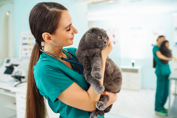 In a modern veterinary clinic, a thoroughbred cat is examined and treated on the table.Y oung woman veterinarian examining cat in veterinary clinic. Healthcare, medicine treatment of pets.