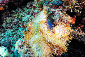 An anemone and it's Clown fish