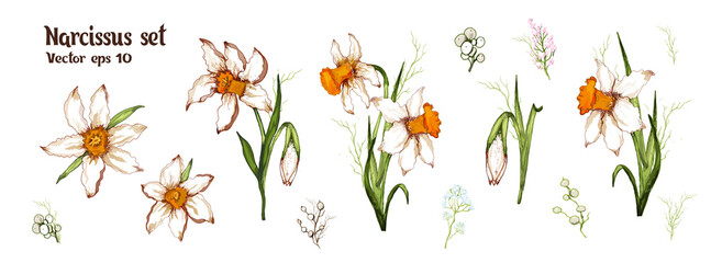 Narcissus spring set. realistic, hand-drawn  realistic elements, modern bouquets, flowers isolatated on white   background.  for print, card, Wallpaper, paper,  postcard, invitation. vintage style