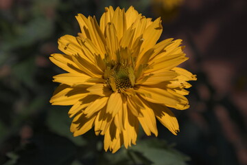 Piękny żółty kwiat w ogrodzie.
Nagietek