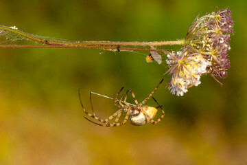 Beautiful spider on a spider web 