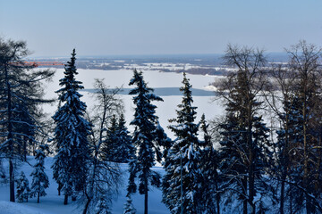 trees on the banks of the Volga in winter